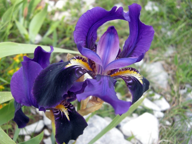 Iris suaveolens?